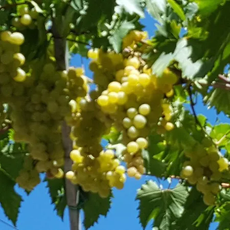 Ensileva 포르토 가리발디