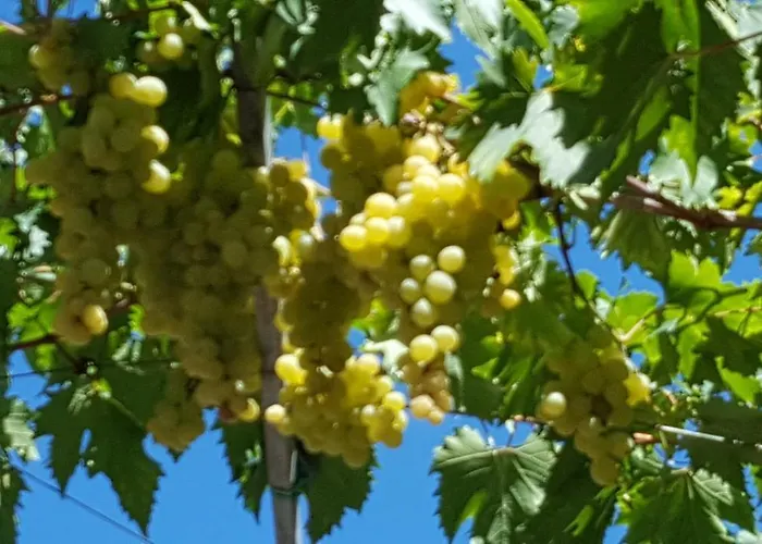 Ensileva Porto Garibaldi